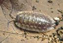 Woodlouse