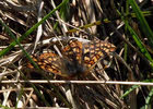 Marsh Fritillary in Ennerdale (3 of 4)