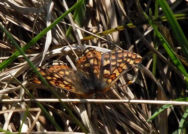 Marsh Fritillary in Ennerdale (3 of 4)