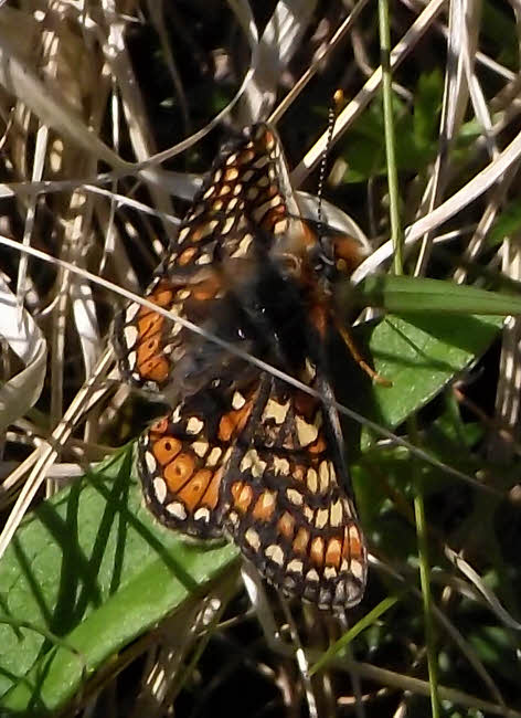 Marsh Fritillary in Ennerdale (4 of 4) 