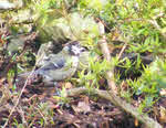 Coal Tit on Ground 