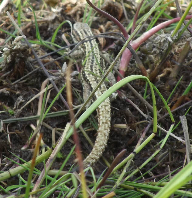 Top view of green Common Lizard 