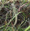Top view of green Common Lizard 
