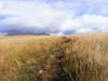 White Moss Grass