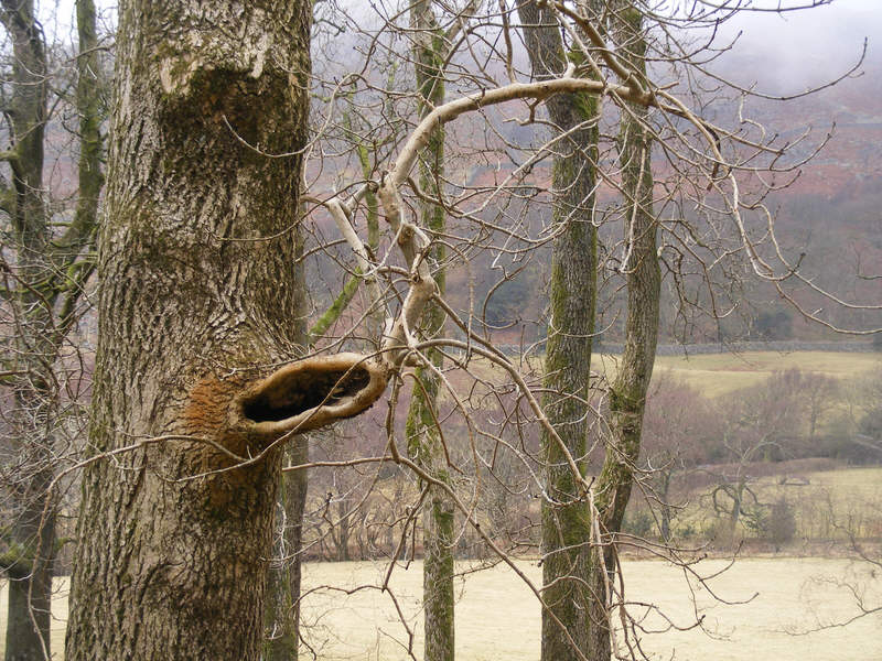 Trees in Eskdale