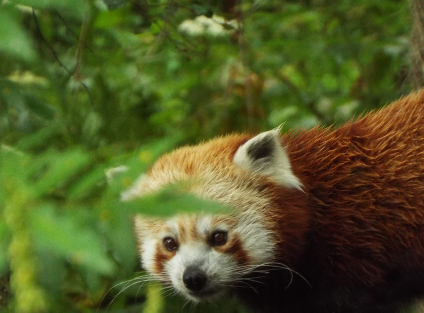Red Panda (10)