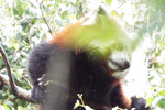 Red Panda (4) 