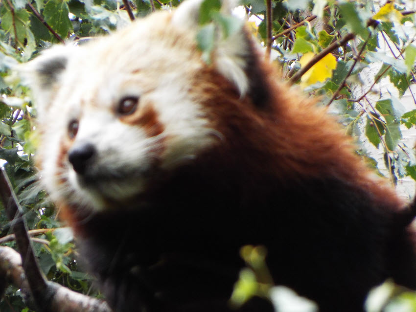 Red Panda (7)