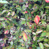 Orb Web 1