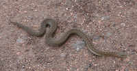 The Adder