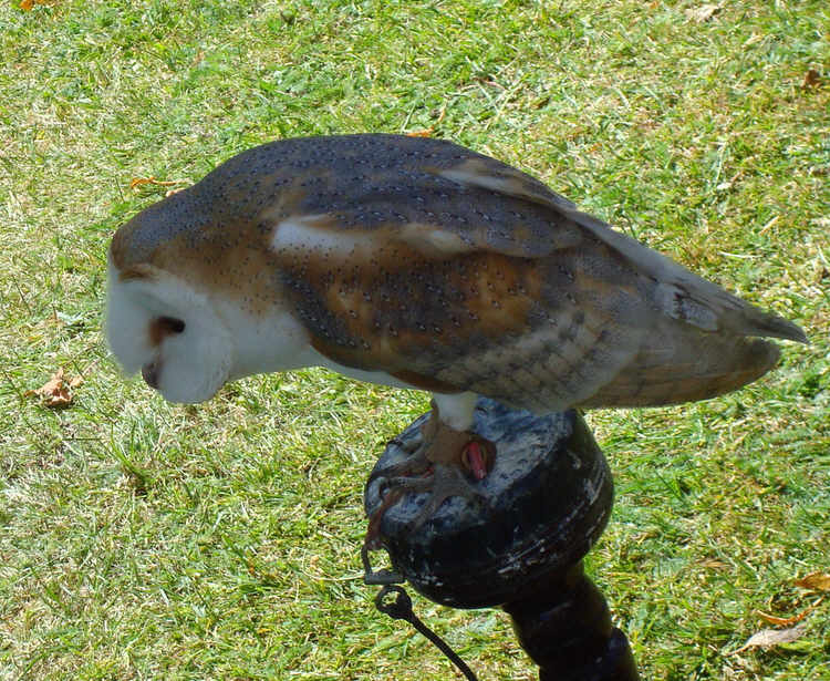 Barn Owl