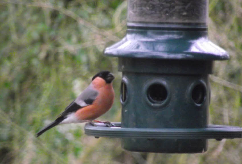 Male Bullfinch