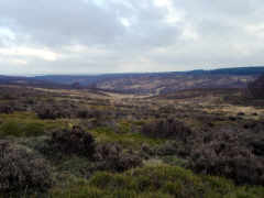 Open Heath on Cannock Chase