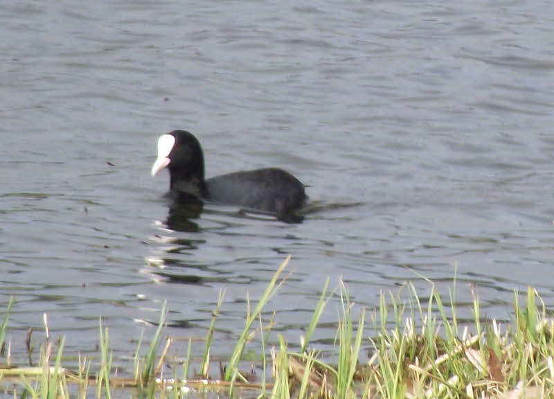 Swimming Coot