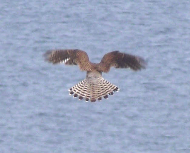 Female Kestrel Hovering 