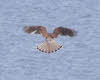 Female Kestrel Hovering