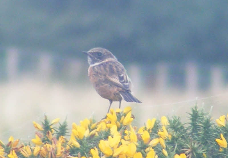 Female Stonechat 