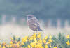 Female Stonechat 