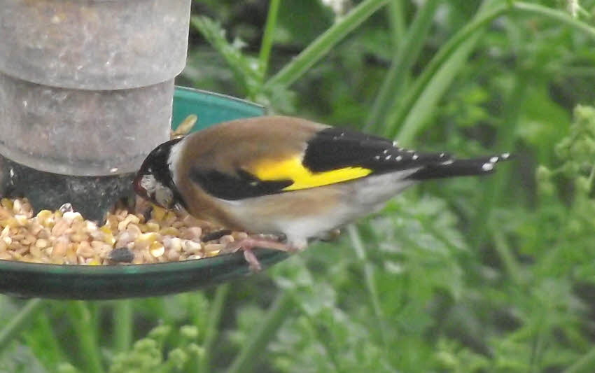 Goldfinch seen in North Wales 