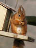 Red Squirrel seen in Buttermere (7 of 8)
