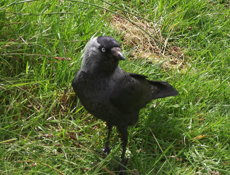 Jackdaw looking for food