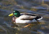 Male Mallard on the Water 