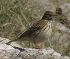 Meadow Pipit Gallery