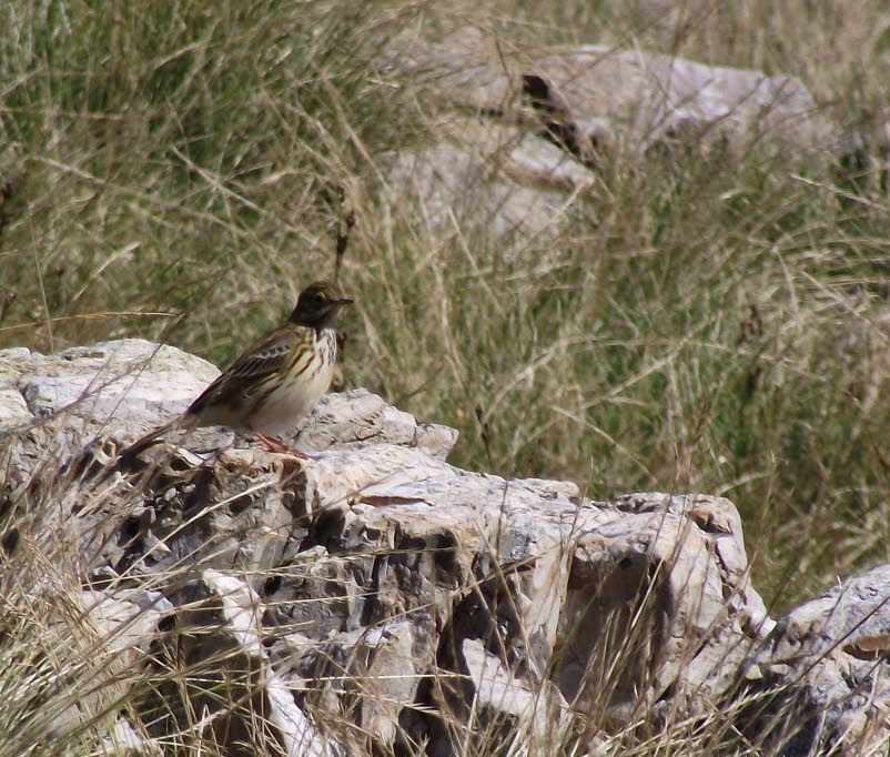Meadow Pipit on Esk Pike (2 of 2) 