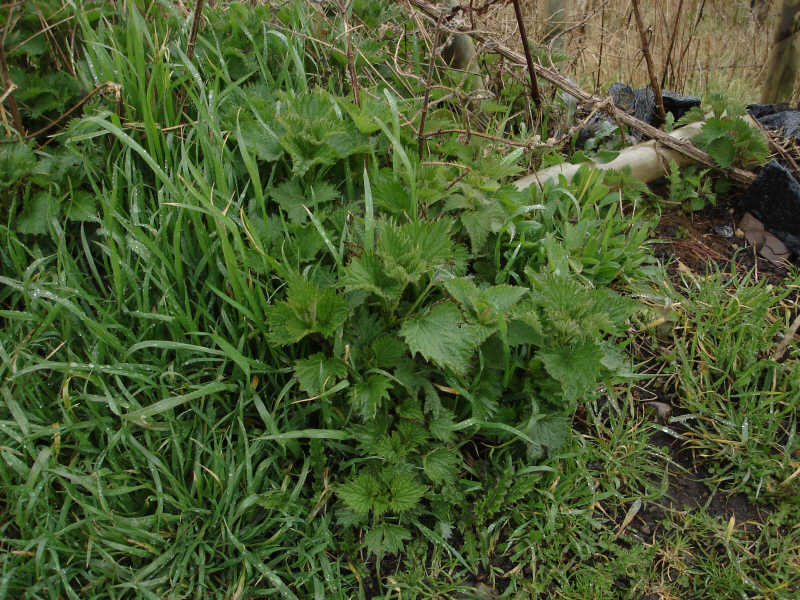 Nettles