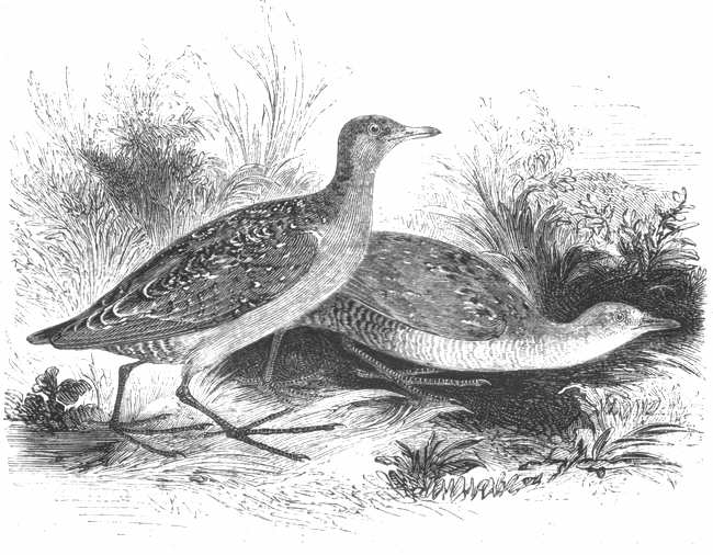 Baillon's Crake (Porzana pusilla)