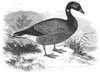 Brent Goose