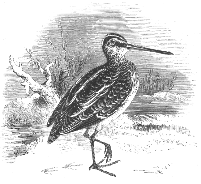 Young Common Snipe