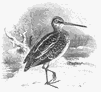 Common Snipe