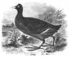 Coot