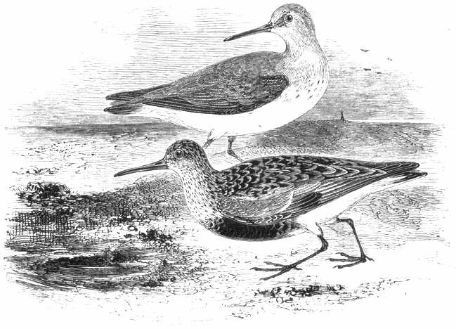 Dunlin (Calidris alpina) 
