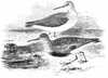 Dunlin