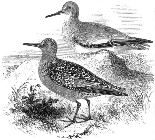 Young Common Snipe