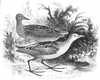 Little Crake