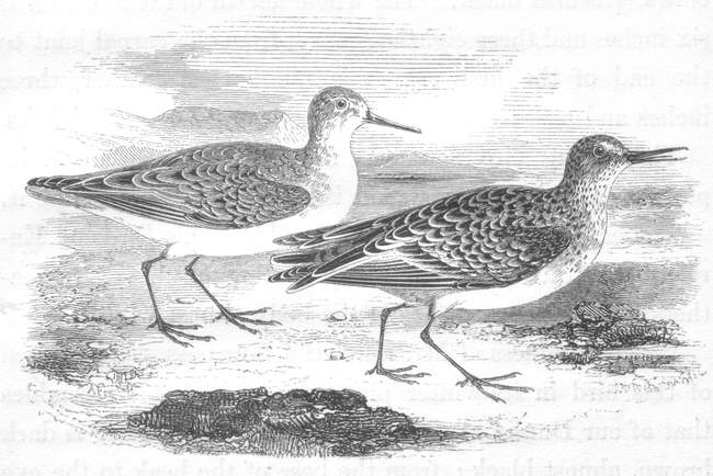 Young Common Snipe