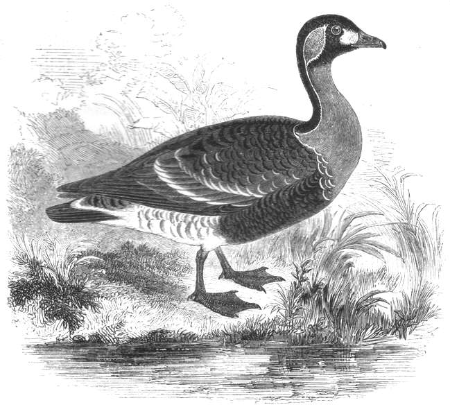Red-breasted Goose