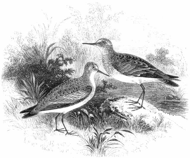 Young Common Snipe