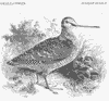 Woodcock